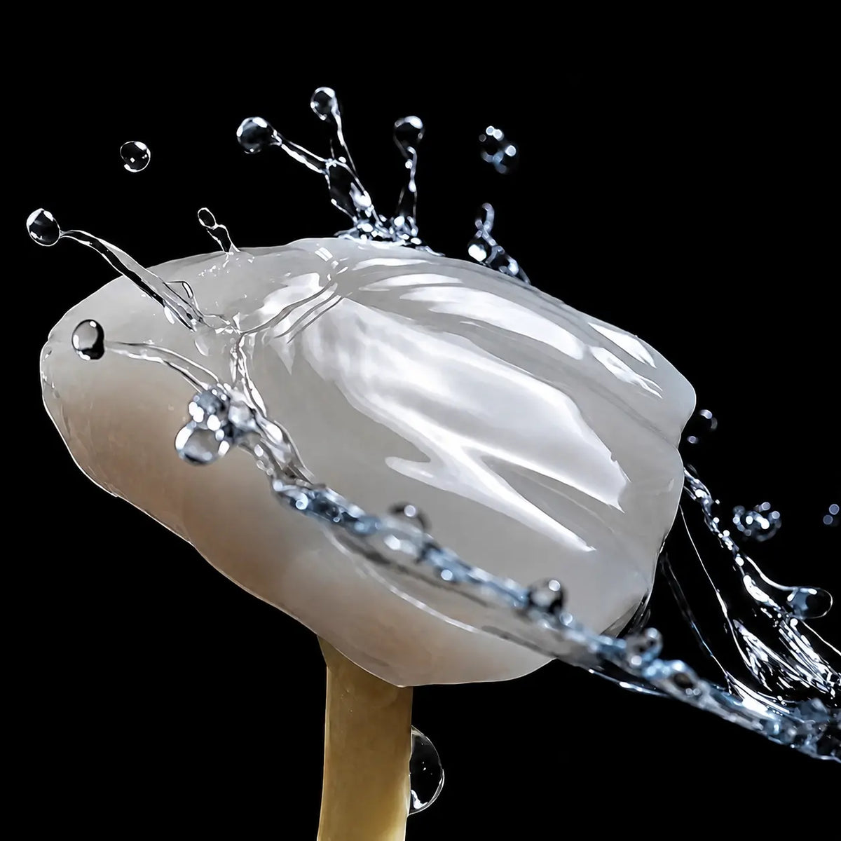 UT Multilayer zirconia crown with natural cervical-to-incisal gradient translucency, shown in a close-up studio shot with water splash effect