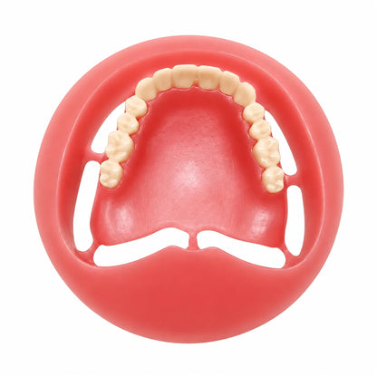 Finished upper denture base with teeth made from Pink PMMA material